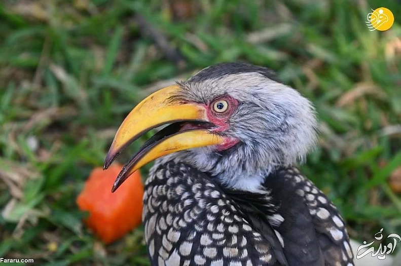 تصاویر منتخب حیات وحش در یک هفته